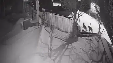 Artvin'de kurt sürüsü yerleşim alanına indi