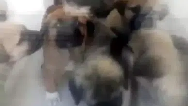 Ankara'da sahiplendiği köpekleri öldüren doktorun cezası 4 yıl 4 aya düştü