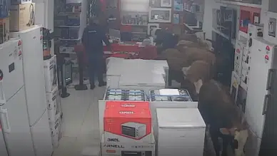 Batman’da kaçan inekler beyaz eşya mağazasına girdi