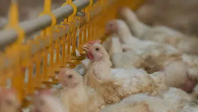 Lezita'dan dev yatırım : 130 milyon avroluk piliç tesisi Kahramanmaraş'a kazandırılıyor