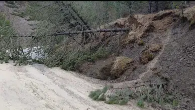 Amasya'da ormanlık alanda heyelan : Ağaçlar yola devrildi