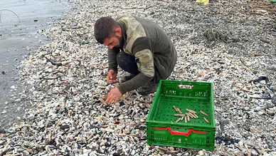 Mersin'de fırtına nedeniyle kargı midyeleri sahile vurdu