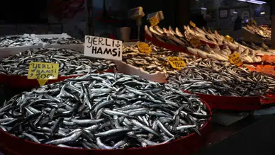 Hamsi Karadeniz'e geri döndü