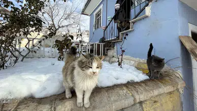 Erzincan'da soğuktan kaçan yavru kedi bagaja sığındı