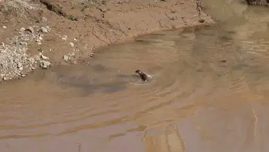 Erzurum'da nesli tehdit altında olan su samuru görüldü