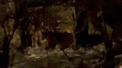 Hakkari'de 2 ayı ormanlık alana inip yiyecek aradı