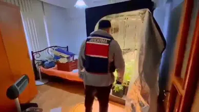Yalova'da evinde kenevir yetiştiren şüpheli yakalandı