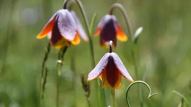 Bu çiçeklere dokunmanın bedeli bir servet ! Koparmanın cezası 700 bin lira