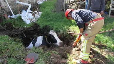 Mardin'de kuyuya düşen inek kurtarıldı