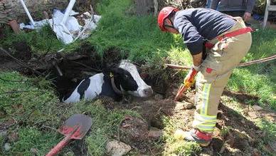 Manisa'da kuyuya düşen 7 aylık gebe inek için ekipler seferber oldu