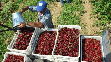 Afyonkarahisar’da jeotermal serada kiraz hasadı başladı