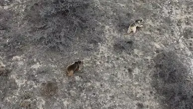 Erzincan'da ayılar kış uykusundan uyandı