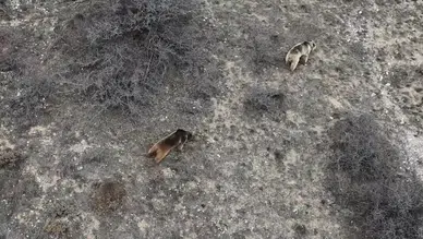 Erzincan'da ayı saldırısı : 20 koyun telef oldu, 10 koyun yaralandı