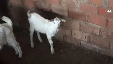 Çanakkale’de 3 bacaklı oğlak doğdu ! Görenler şaşkınlığa uğradı