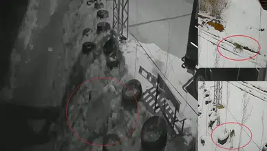 Bayburt'ta yiyecek arayan vahşi hayvanlar köye indi : Ayı, kurt ve tavşanın peşine takıldı
