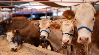 Adana'da kurbanlık fiyatları belli oldu