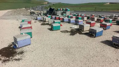 Yayla yolunda araç arızalandı , kovanlar yola saçıldı : Binlerce arı telef oldu