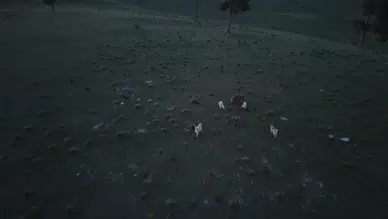 Kars Sarıkamış’ta köpeklerin kovaladığı boz ayı görüntülendi