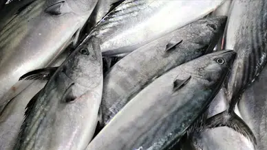 Karabük Eflani’de yaklaşık 11 kilo ağırlığında turna balığı yakalandı