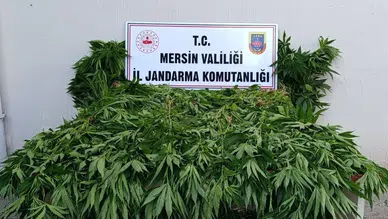 Mersin Bozyazı'da ormanlık alanda kenevir yetiştiren 2 şüpheli suçüstü yakalandı