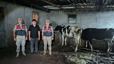 Kilis’te kaybolan büyükbaşlar jandarma tarafından bulundu