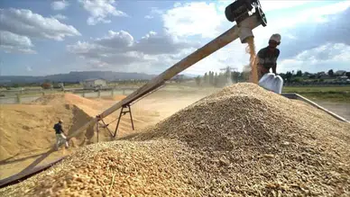 Yozgat’ta hububat hasadı başladı : Arpada dekara 1 ton verim beklentisi
