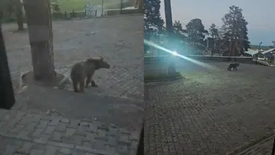 Kars Sarıkamış'ta boz ayı oteller bölgesine indi