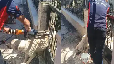 Tokat'ta köpek demir kapıya sıkıştı, itfaiye ekipleri kurtardı