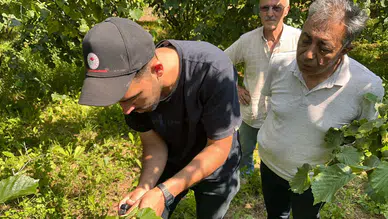 Düzce'de kokarcayla mücadele : Samuray arıları doğaya bırakıldı