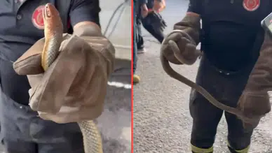 Yalova'da ilginç olay : Feribottan inen araçtan yılan çıktı