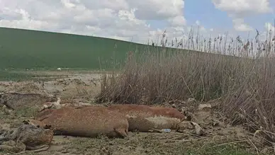Kars Kağızman'da büyükbaş hayvanlar sele kapıldı, 5’i telef oldu