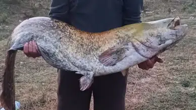 Kırklareli'de 35 kiloluk dev balık yakalandı