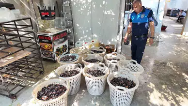 Mersin'de mide bulandıran görüntü : 200 kilogram bozuk midye dolma imha edildi