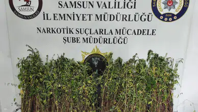 Samsun Bafra'da uyuşturucu operasyonu : Bin 655 kök kenevir ele geçirildi