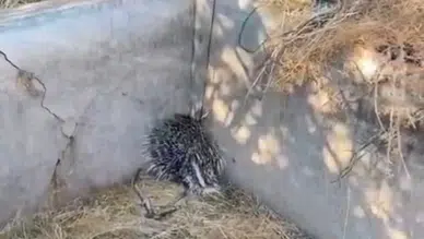 Elazığ'da sulama havuzuna düşen oklu kirpi kurtarıldı