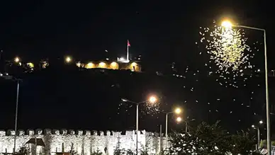 Ardahan'da kelebeklerin 'ölüm dansı' görüntülendi