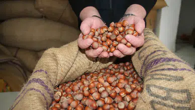 TMO 2026 fındık alım fiyatlarını açıkladı : Kilogramı 255 liraya kadar çıkıyor