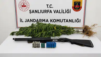 Şanlıurfa'da yasa dışı kenevir operasyonu : 1 gözaltı