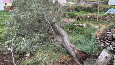 Ardahan'da şiddetli fırtına : Ağaçlar devrildi