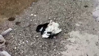 Kütahya'da tren yolu yakınında çok sayıda leylek ölü bulundu