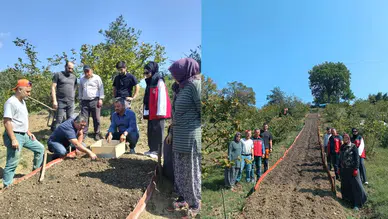 Bartın Kumluca'da salep dikimi gerçekleştirildi
