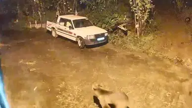 Artvin'de aç kalan ayı evin kapısına kadar geldi : O anlar kamerada