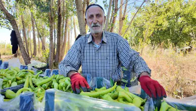86 yaşında tarladan kopmadı : Günde 6 ton biber üretiyor