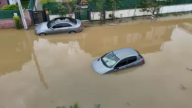 Türkiye'nin En Büyük Subasari Ormaninda Taskin!