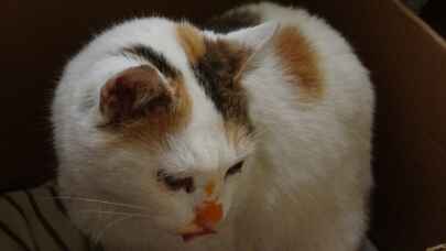 Kedi ”Pamuk” okulun maskotu oldu