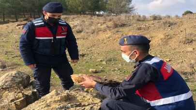 Kahramanmaraş’ta yol kenarında bulunan yaralı şahin tedavi edilecek