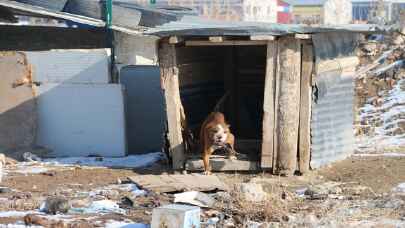 Sivas’ta sanayi sitesindeki yasaklı ırk 2 köpek barınağa teslim edildi