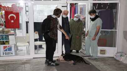 Edirne’de saldırdığı kediyi telef eden yasaklı ırk köpek barınağa götürüldü