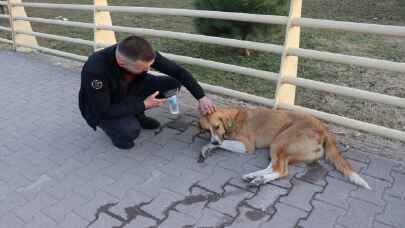 Karabük’te otomobilin çarptığı köpek tedavi altına alındı