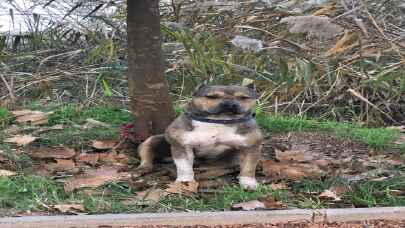 Adana’da polis, geçen yıl sokağa terk edilen ”yasaklı ırk” 70 köpeği barınağa yerleştirdi